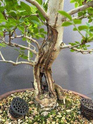 Bonsai Fresno Tronco Hueco