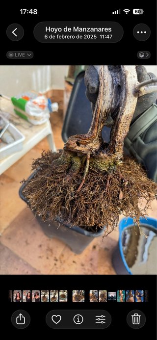 Bonsai Fresno Tronco Hueco