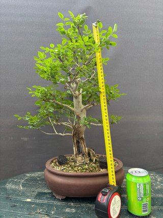 Bonsai Fresno Tronco Hueco