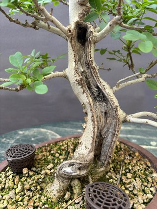 Bonsai Fresno Tronco Hueco