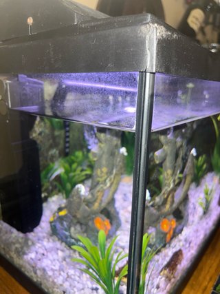 Pecera 40L cristal