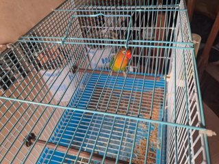 Jaula para pájaros con accesorios