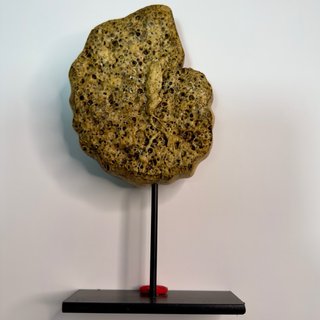 Réplica Amonite Ocre