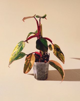 Philodendron Strawberry Shake 03