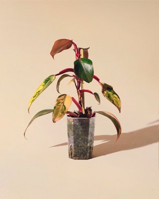 Philodendron Strawberry Shake 03