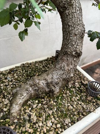 Olmo Yamadori Bonsái