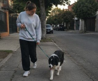 Paseo profesional de perros