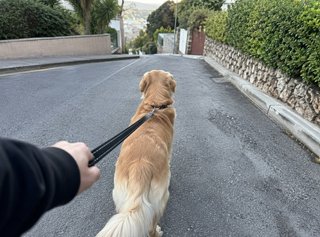 Paseo profesional de perros
