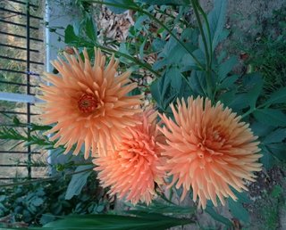 Bulbos de Dalia Naranja