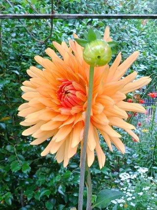 Bulbos de Dalia Naranja