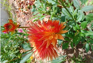 Bulbos de Dalia Naranja