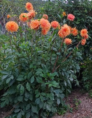 Bulbos de Dalia Naranja