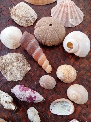 Lotto 20 conchiglie naturali miste