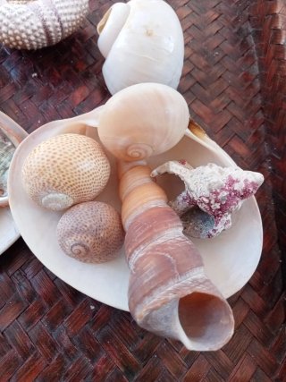Lotto 20 conchiglie naturali miste