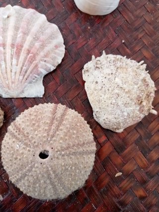 Lotto 20 conchiglie naturali miste