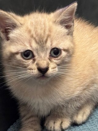 Busco cuidador/a gatos.