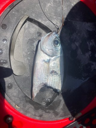 Noleggio Kayak da Pesca