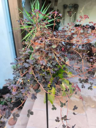 Oxalis Vulcanicola 2
