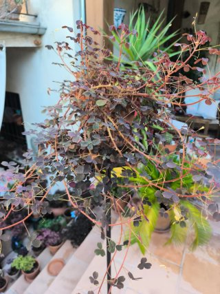 Oxalis Vulcanicola 2