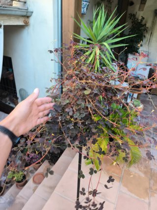 Oxalis Vulcanicola 2