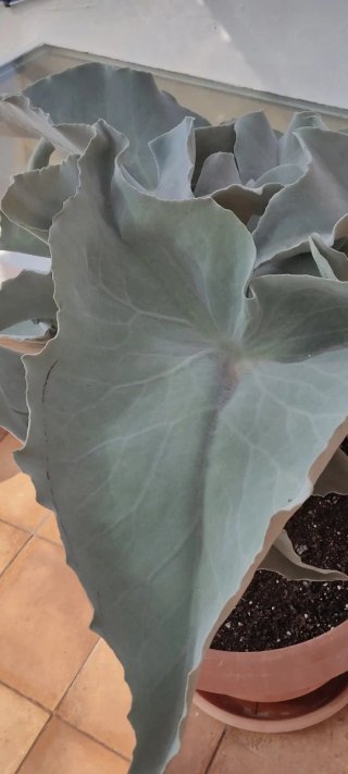 Planta de interior decorativa