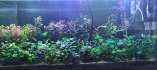 Lote 10 rizomas de anubias