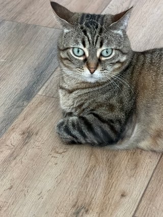 Comedero y bebedero automático para gatos
