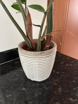 Planta con maceta cerámica. Recoger en El Altet