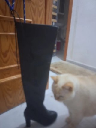 Botas altas mujer negras