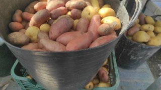 Se venden papas 2kilos 1€ en los palacios y villaf
