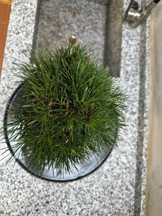 Bonsai Pino Negro Japonés Thunbergii