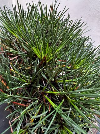 Bonsai Pino Negro Japonés Thunbergii