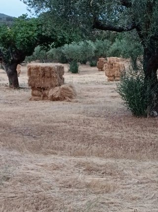Están en el pueblo de Sartajada ( Toledo) más inf