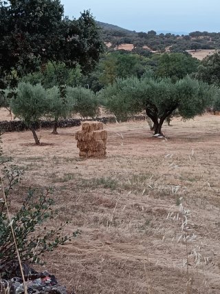 Están en el pueblo de Sartajada ( Toledo) más inf