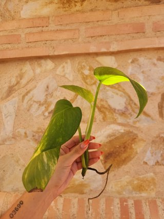 Esqueje Pothos con raíz en agua