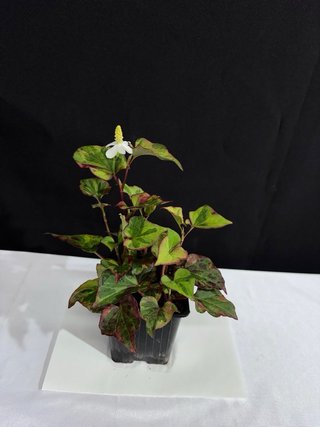 Plantas de acento variadas