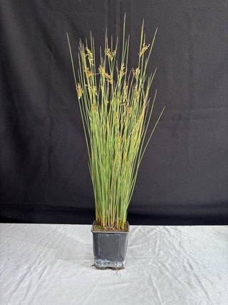 Plantas de acento variadas