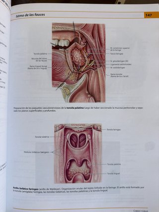 Anatomía humana atlas