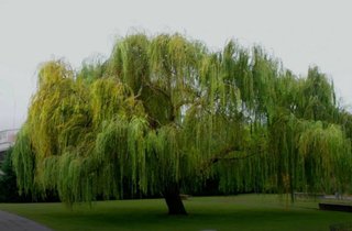 Lote 5 Sauces Lloron (Salix babylonica)