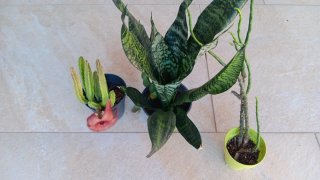 3 Piante Grasse in Vaso