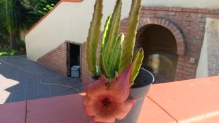 3 Piante Grasse in Vaso