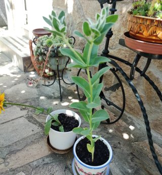 PLANTA PLUMERIA PUDICA (RAMO DE NOVIA)