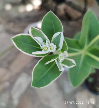 PLANTA PLUMERIA PUDICA (RAMO DE NOVIA)