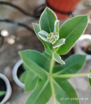 PLANTA PLUMERIA PUDICA (RAMO DE NOVIA)