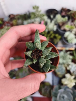 Planta suculenta 5.5cm
