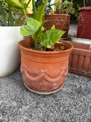 Maceta terracota con lazos decorativos