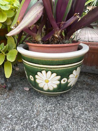 Maceta cerámica verde con flores blancas