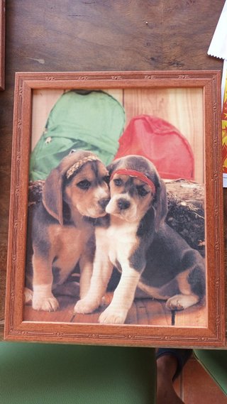 Cuadro decorativo cachorros beagle