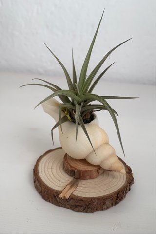 Decoración con planta de aire en concha
