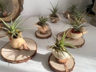 Decoración con planta de aire en concha